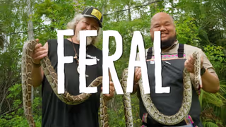Feral