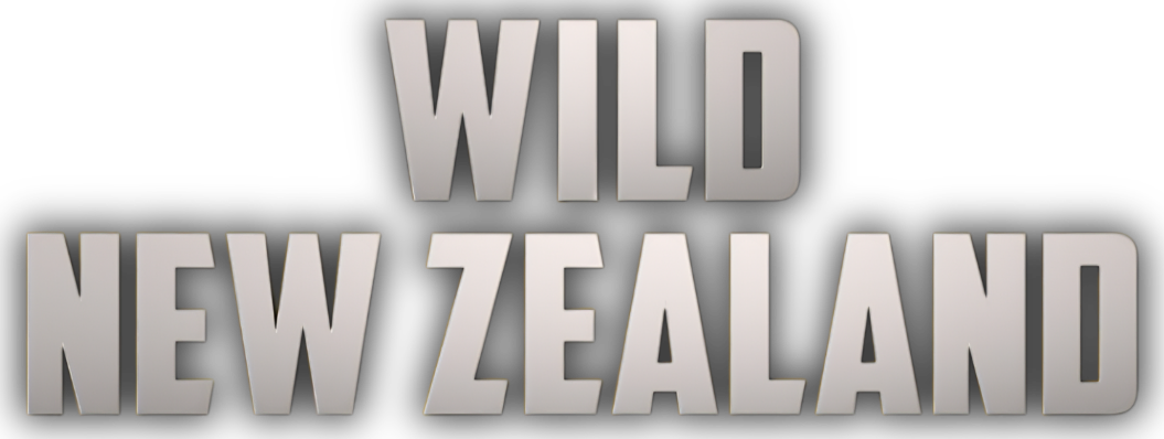 Wild New Zealand