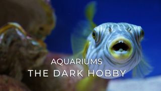 Aquariums: The Dark Hobby