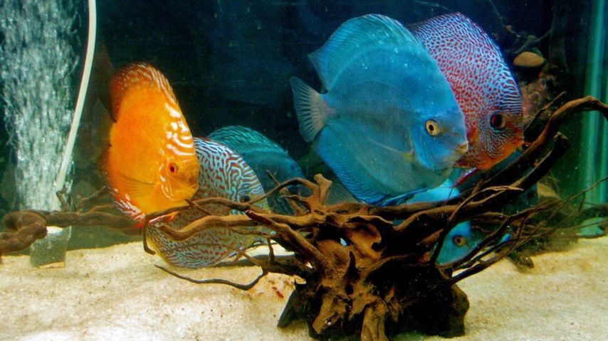Aquariums: The Dark Hobby
