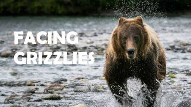 Facing Grizzlies
