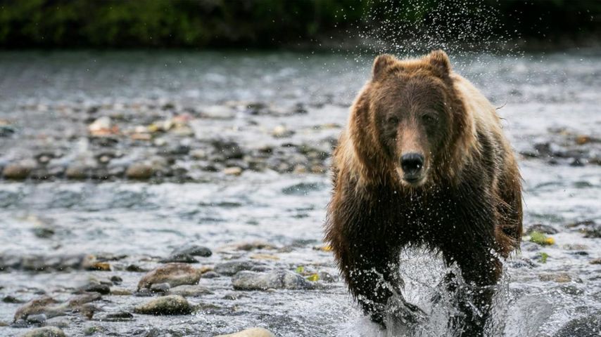 Facing Grizzlies