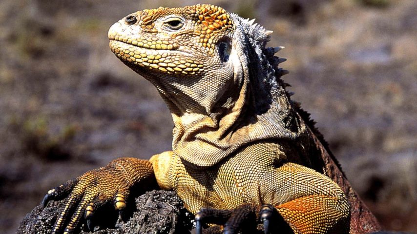 Galapagos: Edge of the World