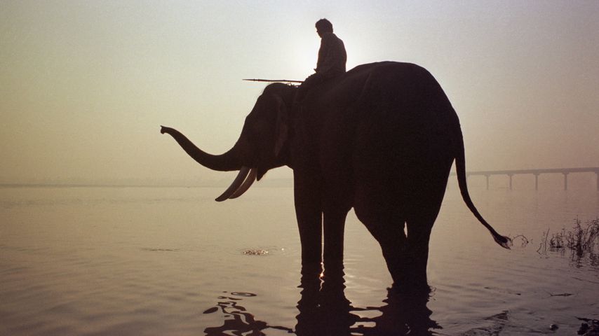 Hathi