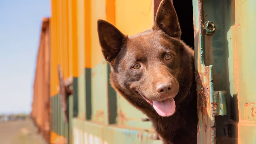 Koko: A Red Dog Story