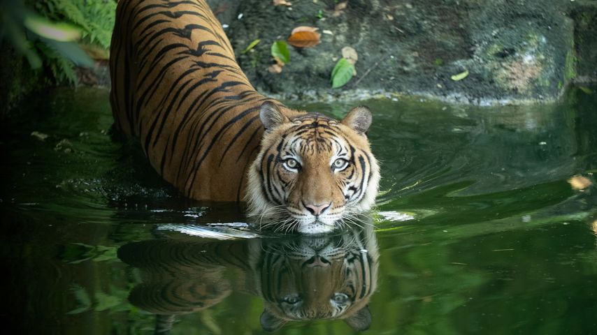 Malaysia's Last Tigers