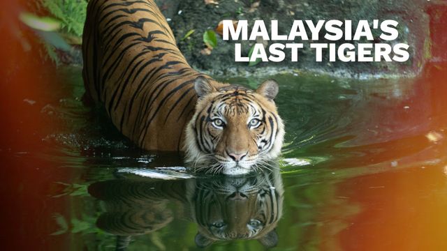 Malaysia's Last Tigers