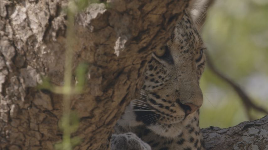 Tales from Zambia