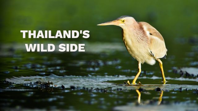 Thailand's Wild Side