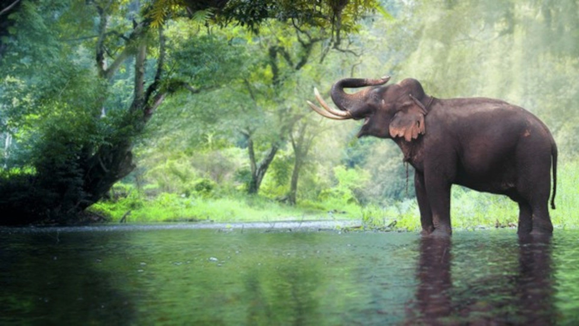 Thailand's Wild Side