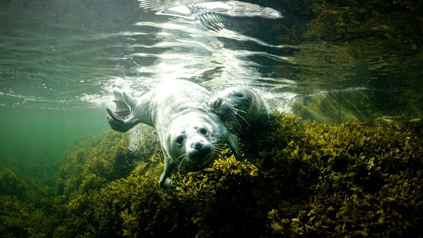 The Secret Life of Seals