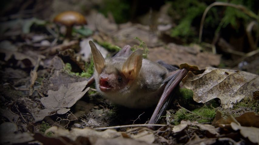 The Secret Life of Bats