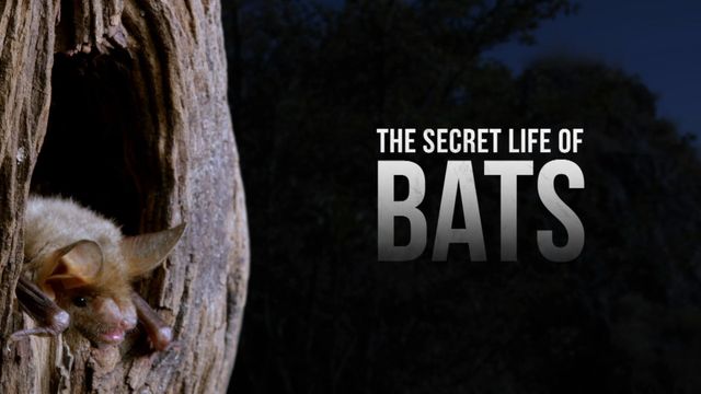 The Secret Life of Bats