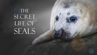 The Secret Life of Seals