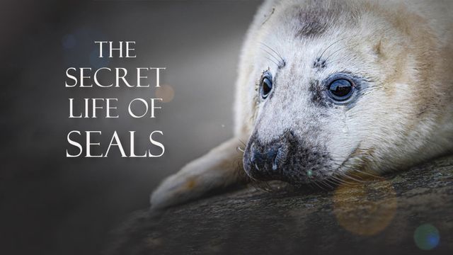The Secret Life of Seals