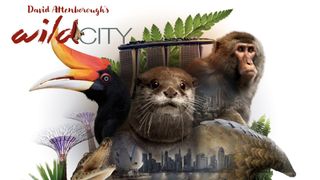 Wild City
