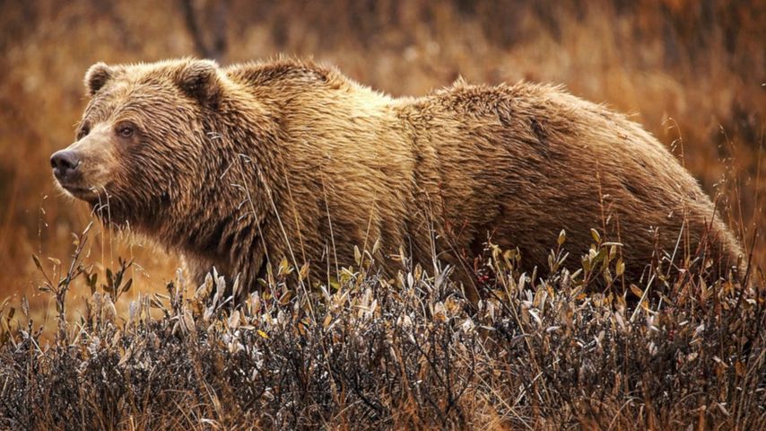 Yukon's Wild Grizzlies