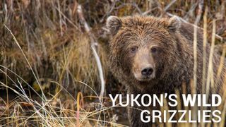 Yukon's Wild Grizzlies