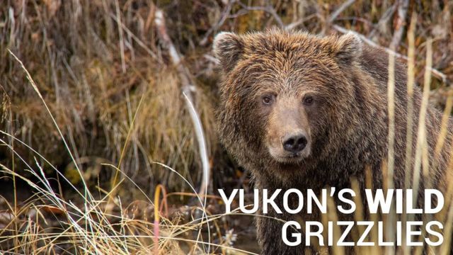 Yukon's Wild Grizzlies
