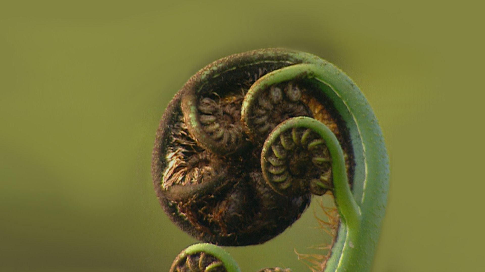 Whānau